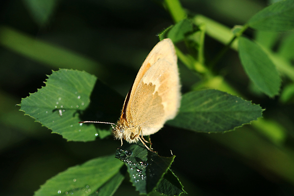 포토 JPG 해외이미지 모양 동물 디자인 실루엣 나비 곤충 백그라운드 패턴 날개 오렌지 일러스트 자연 추상 프레임 미술 사람없음 그래픽 장식 파란색 컬러풀 검은색 심볼 질감 내추럴 그런지 엘리먼트 해외포토 컬러 무늬 과일 문화예술 촬영기법 생태계 파일형식 이미지허브