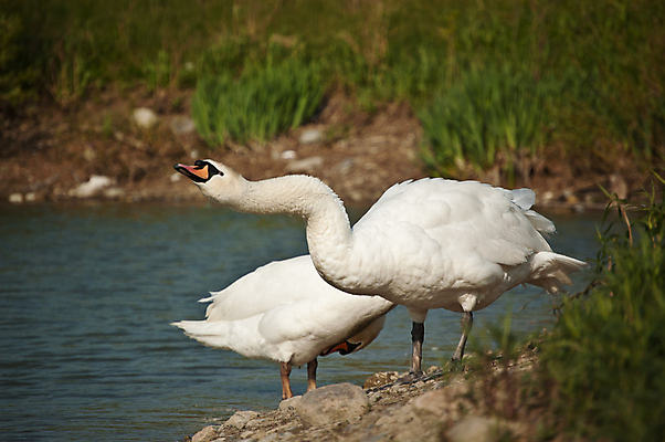포토 JPG 해외이미지 동물 야생동물 2 캐나다 자연 조류 사람없음 야외 가로 물 컬러풀 사진촬영 흰색 연못 쌍 백조 물새 단아함 해외포토 자연요소 컬러 북아메리카 촬영 생태계 파일형식 이미지허브