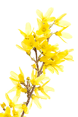 포토 JPG 해외이미지 나무 식물 꽃잎 꽃 자연 사람없음 노란색 벚꽃 나뭇가지 자르기 싱글 흰배경 해외포토 컬러 백그라운드 모션 흰색 생태계 파일형식 이미지허브