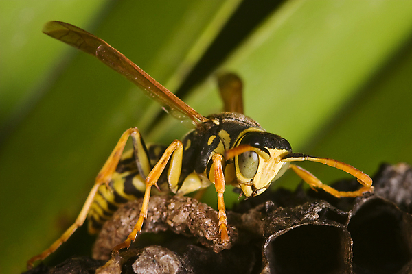 포토 JPG 해외이미지 동물 곤충 날개 자연 안테나 경고 사람없음 노란색 검은색 해충 말벌 위험 작음 묘사 찌르기 알레르기 해외포토 컬러 컨셉 통신 모션 벌레 벌_곤충 질병 크기 생태계 파일형식 이미지허브