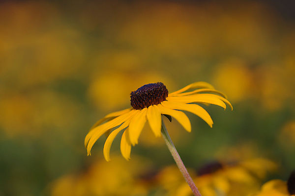 포토 JPG 해외이미지 식물 꽃 밭 자연 사람없음 들꽃 벚꽃 꽃가루 해외포토 농업 가루 생태계 파일형식 이미지허브