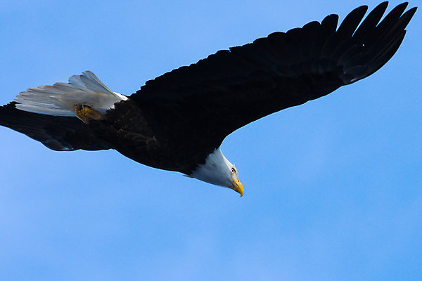 포토 JPG 해외이미지 동물 야생동물 자연 조류 사람없음 독수리 육식동물 육식 동물상 해외포토 조형물 생태계 파일형식 이미지허브