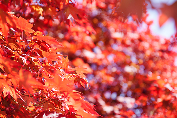 포토 JPG 해외이미지 나무 식물 계절 공원 단풍 잎 자연 사람없음 야외 빨간색 컬러풀 햇빛 갈색 환경 정원 미국 활발 가을 나뭇가지 숲 생물학 내추럴 강렬 해외포토 공공시설 교육 컬러 컨셉 북아메리카 태양 생태계 파일형식 이미지허브