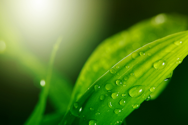 포토 JPG 해외이미지 식물 백그라운드 잎 패턴 자연 추상 사람없음 초록색 물 환경 떨어짐 이슬 에코 질감 정맥 해외포토 자연요소 컬러 컨셉 무늬 생태계 혈관 파일형식 이미지허브