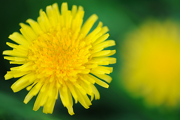 포토 JPG 해외이미지 주간 자연 근접촬영 사람없음 야외 아웃포커스 민들레 해외포토 자연요소 꽃 뷰포인트 촬영기법 생태계 파일형식 이미지허브