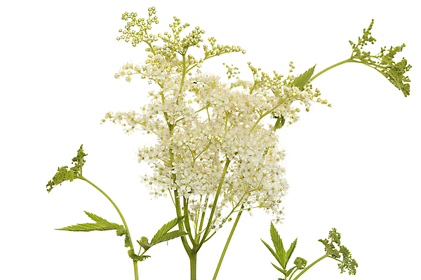 포토 JPG 해외이미지 식물 꽃 줄기 잎 자연 사람없음 초록색 벚꽃 흰색 신선 개화 약초 허브 향신료 흰배경 영원 해외포토 컬러 백그라운드 풀_식물 생태계 향미료 파일형식 이미지허브