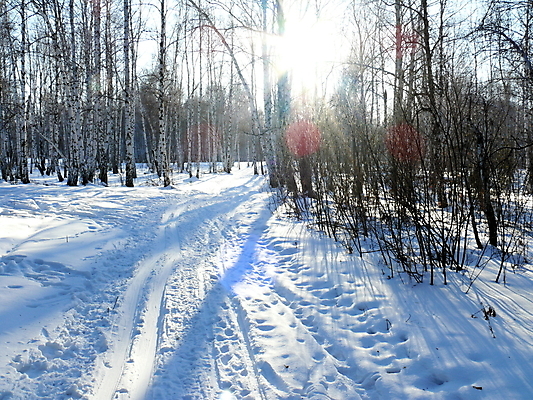 포토 JPG 해외이미지 백그라운드 겨울 하늘 아침 사람없음 목재 파란색 흰색 티켓 숲 서리 전나무 자작나무 해외포토 주간 나무 계절 컬러 재료 파일형식 이미지허브