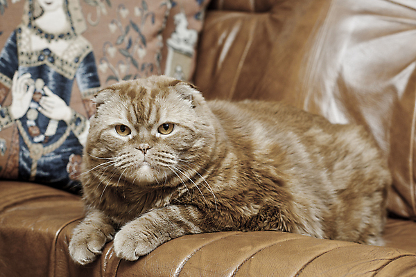 포토 JPG 해외이미지 동물 응시 포즈 털 그림자 사람없음 가로 반려동물 소파 고양이 슬픔 큼 가죽 육식동물 거짓말 세피아 유래 해외포토 시선 감정 의자 포유류 촬영기법 크기 파일형식 이미지허브