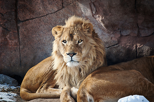 포토 JPG 해외이미지 동물 겨울 포유류 동물원 사람없음 야외 가로 울타리 컬러풀 쌍 사자 노려봄 해외포토 계절 컬러 표정 담장 파일형식 이미지허브