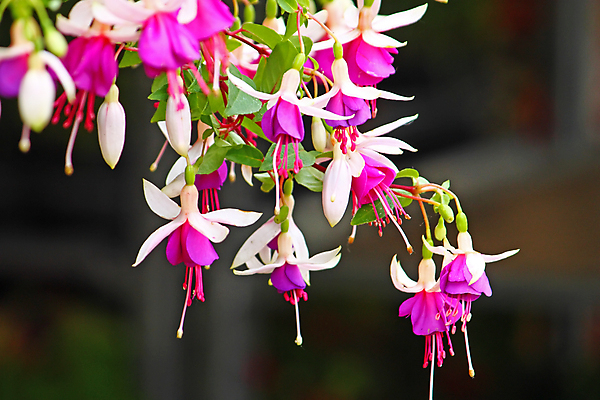포토 JPG 해외이미지 식물 계절 꽃잎 꽃 분홍색 꽃무늬 자연 매달리기 사람없음 초록색 벚꽃 흰색 해외포토 컬러 무늬 모션 생태계 파일형식 이미지허브