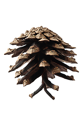 포토 JPG 해외이미지 식물 자연 건조 씨앗 사람없음 장식 갈색 오브젝트 고립 엘리먼트 해외포토 컬러 생태계 파일형식 이미지허브