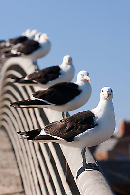 포토 JPG 해외이미지 동물 응시 바다 자연 갈매기 조류 하늘 서기 사람없음 물 파란색 태양 평화 맑음 자유 흰색 우아함 깃털 부리 천국 해외포토 자연요소 시선 컬러 컨셉 모션 날씨 생태계 파일형식 이미지허브