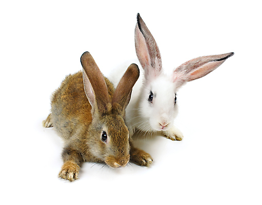 포토 JPG 해외이미지 동물 행복 백그라운드 휴가 새로움 사람없음 회색 흰색 토끼 연도 고립 생존 해외포토 감정 컬러 컨셉 포유류 반려동물 파일형식 이미지허브