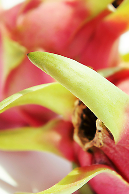 포토 JPG 해외이미지 음식 분홍색 다이어트 과일 자연 선인장 건강 씨앗 동양인 사람없음 빨간색 활발 흰색 용 신선 달콤 맛 오브젝트 유기농 날것 숙성 식용 이국적 특별함 맛있는 해외포토 식물 웰빙 컬러 컨셉 인종 생태계 파일형식 이미지허브