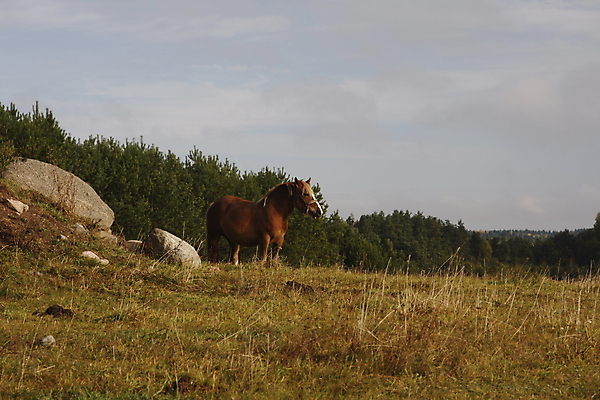 포토 JPG 해외이미지 동물 공원 신체 포유류 자연 하늘 초원 사람없음 야외 파란색 햇빛 농장 농경지 시골 해외포토 공공시설 컬러 농업 태양 생태계 파일형식 이미지허브
