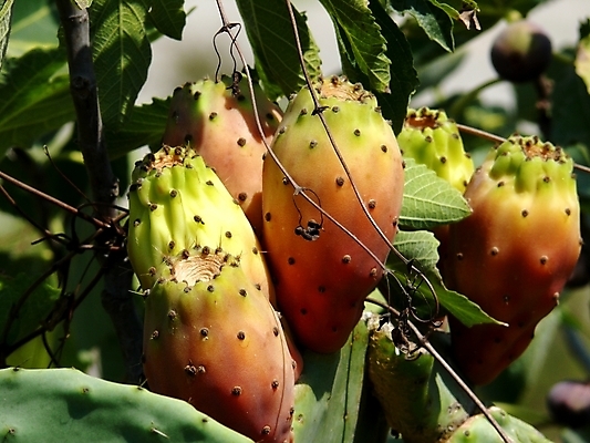 포토 JPG 해외이미지 음식 채소 과일 자연 선인장 건강 사람없음 빨간색 초록색 용 신선 달콤 먹기 날것 숙성 이국적 해외포토 식물 컬러 모션 맛 생태계 파일형식 이미지허브