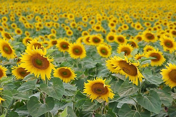 포토 JPG 해외이미지 주간 꽃밭 해바라기 풍경 초원 사람없음 야외 여름 전원 기름 해외포토 자연요소 계절 꽃 음식 전기에너지 파일형식 이미지허브