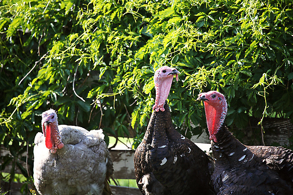 포토 JPG 해외이미지 동물 여행 캐나다 사람없음 가로 농장 디지털 사진촬영 시골 장면 칠면조 해외포토 북아메리카 농업 조류 촬영 파일형식 이미지허브