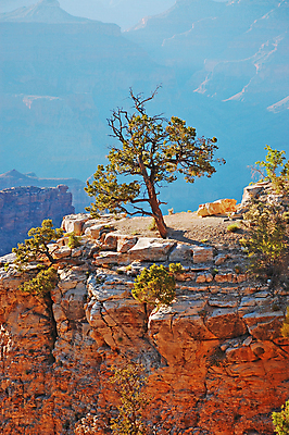 포토 JPG 해외이미지 나무 공원 자연 산 풍경 사람없음 야외 골짜기 계곡 미국 사막 애리조나 지질학 해외포토 식물 공공시설 교육 북아메리카 생태계 파일형식 이미지허브