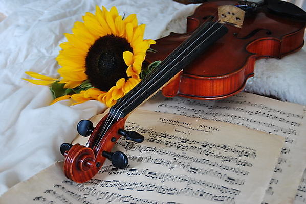 포토 JPG 해외이미지 해바라기 사람없음 우아함 바이올린 악보 해외포토 꽃 음악 컨셉 현악기 파일형식 이미지허브