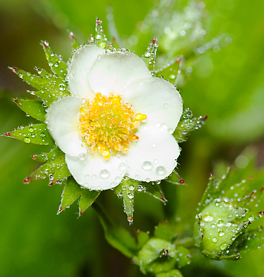 포토 JPG 해외이미지 식물 열매 꽃 음식 잎 꽃무늬 목걸이 딸기 사람없음 초록색 해외포토 컬러 무늬 과일 장신구 파일형식 이미지허브