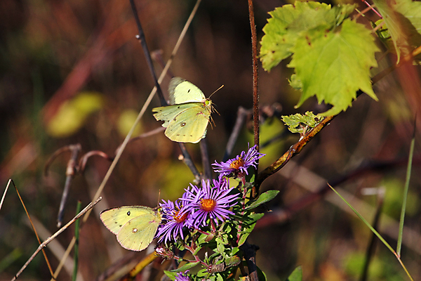 포토 JPG 해외이미지 식물 동물 디자인 계절 꽃 야생동물 나비 곤충 백그라운드 꽃무늬 패턴 밭 오렌지 일러스트 자연 하늘 안테나 사람없음 초록색 파란색 빛 컬러풀 태양 뷰티 노란색 환경 정원 봄 벚꽃 흰색 그림 고립 해외포토 자연요소 컬러 무늬 농업 과일 통신 생태계 파일형식 이미지허브