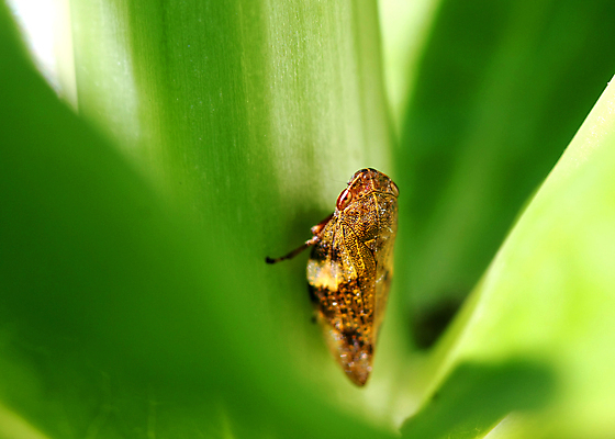 포토 JPG 해외이미지 식물 동물 손 응시 곤충 잎 손가락 사람 사람없음 초록색 뷰티 미국 흰색 벌레 숲 열대우림 물개 수집 개미 동쪽 남쪽 내추럴 삼림지대 해외포토 시선 컬러 북아메리카 포유류 신체부위 바다동물 방향 파일형식 이미지허브