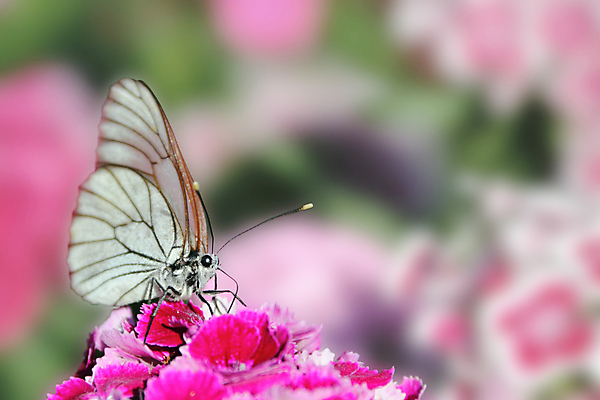 포토 JPG 해외이미지 꽃 분홍색 나비 곤충 날개 오렌지 자연 날리기 안테나 앉기 사람없음 야외 빨간색 초록색 여름 컬러풀 뷰티 보라색 봄 흰색 점 닫기 벌레 은색 먹기 카네이션 묘사 꿀 수유 해외포토 식물 동물 계절 컬러 과일 통신 모션 생태계 파일형식 이미지허브