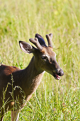 포토 JPG 해외이미지 동물 야생동물 포유류 자연 사슴 뿔 사람없음 달러 게임 사냥 벨벳 해외포토 돈 놀이 실크 생태계 파일형식 이미지허브