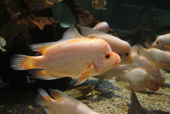 포토 JPG 해외이미지 동물 야생동물 바다 백그라운드 자연 낚시 어류 사람없음 물 수중 산호 오브젝트 다이빙 암초 수족관 고립 동물상 소금물 이국적 해외포토 자연요소 레저 조형물 수영 수중동물 자포동물 생태계 수중스포츠 파일형식 이미지허브