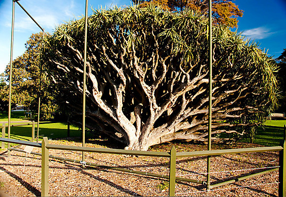 포토 JPG 해외이미지 나무 식물 백그라운드 잎 자연 사람없음 초록색 여름 환경 정원 나뭇가지 숲 내추럴 고립 해외포토 계절 컬러 생태계 파일형식 이미지허브