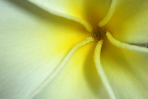 포토 JPG 해외이미지 식물 계절 꽃잎 꽃 꽃무늬 자연 종류 사람없음 장식 초록색 여름 빛 뷰티 노란색 정원 스파 봄 벚꽃 신선 개화 그룹 우아함 꽃집 질감 꽃가루 부드러움 영원 제의 해외포토 컬러 컨셉 무늬 상점 감각 가루 생태계 파일형식 이미지허브