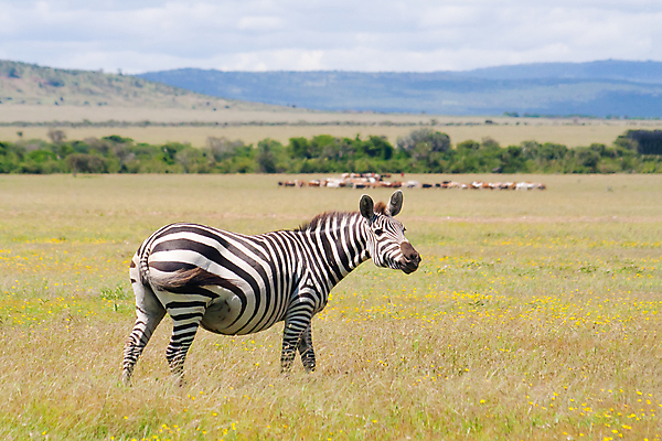 포토 JPG 해외이미지 동물 응시 공원 야생동물 포유류 아프리카 자연 휴가 사람없음 야외 게임 보호 큼 사파리 얼룩말 케냐 남쪽 내추럴 남아프리카 사바나 전국 해외포토 시선 공공시설 나라 컨셉 놀이 말_동물 크기 방향 생태계 파일형식 이미지허브