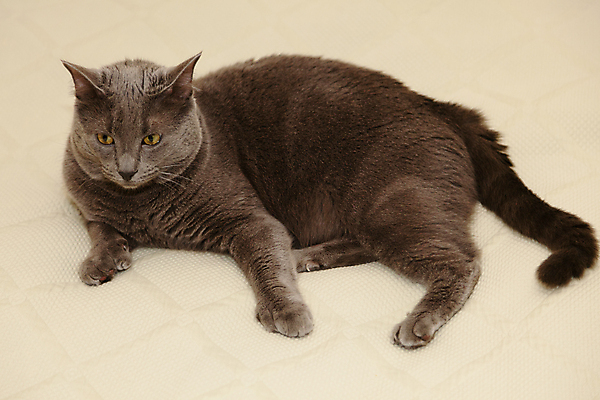 포토 JPG 해외이미지 동물 응시 장난 포유류 가정 놀이 수염 털 서기 앉기 사람없음 파란색 반려동물 귀여움 고양이 회색 달콤 은색 호기심 꼬리 육식동물 솜털 기르기 러시아인 유래 해외포토 서양인 시선 감정 컬러 컨셉 모션 맛 돌봄 파일형식 이미지허브