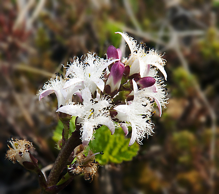 포토 JPG 해외이미지 식물 꽃 잎 꽃무늬 자연 사람없음 야외 초록색 빛 뷰티 맑음 성장 벚꽃 흰색 작음 관목 북쪽 상록수 라일락 꽃수술 변소 흥미 해외포토 나무 컬러 컨셉 무늬 날씨 크기 방향 생태계 파일형식 이미지허브