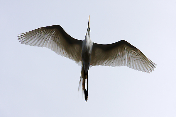 포토 JPG 해외이미지 동물 공원 야생동물 날개 자연 조류 하늘 사람없음 야외 물 깃털 목 해외포토 자연요소 공공시설 신체부위 생태계 파일형식 이미지허브