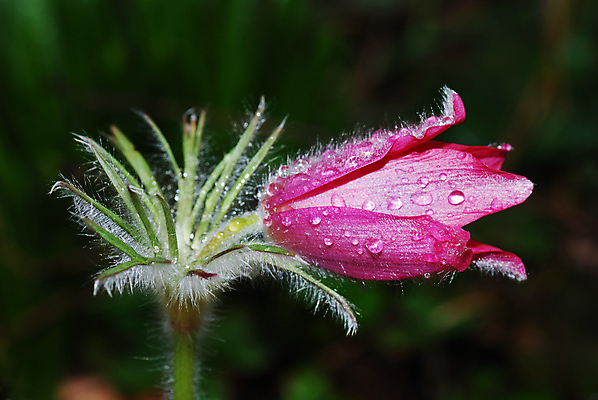 포토 JPG 해외이미지 모양 식물 1 계절 꽃잎 꽃 줄기 백그라운드 꽃무늬 자연 사람없음 초록색 여름 파란색 빛 뷰티 정원 보라색 봄 활발 벚꽃 흰색 신선 제비꽃 묘사 싱글 고립 꽃수술 노루귀 아네모네 해외포토 컬러 컨셉 무늬 생태계 파일형식 이미지허브