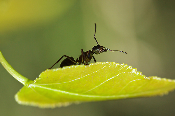 포토 JPG 해외이미지 야생동물 자연 주택 안테나 사람없음 걷기 조약돌 구멍 청소 먼지 땅바닥 못생김 해외포토 동물 통신 모션 바닥 건물 돌_바위 생태계 파일형식 이미지허브