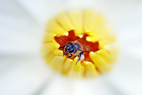 포토 JPG 해외이미지 식물 꽃잎 꽃 분홍색 잎 자연 사람없음 초록색 물 노란색 보라색 흰색 백합 벌 해외포토 자연요소 컬러 곤충 생태계 파일형식 이미지허브