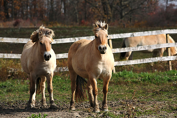 포토 JPG 해외이미지 동물 야생동물 스포츠 2 밭 포유류 자연 엄마 노르웨이 사람없음 야외 뷰티 농장 갈색 가축 경쟁 자녀 시골 아기 승마 카우보이 승차 갈기 조랑말 내추럴 망아지 기르기 방목장 해외포토 유럽 새끼 컬러 컨셉 농업 가족 모션 사람 말_동물 생태계 돌봄 파일형식 이미지허브