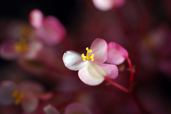 포토 JPG 해외이미지 식물 계절 꽃잎 꽃 분홍색 백그라운드 꽃무늬 자연 사람없음 장식 컬러풀 뷰티 정원 봄 벚꽃 개화 원예 고립 해외포토 컬러 무늬 취미 생태계 파일형식 이미지허브