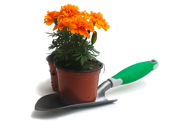 포토 JPG 해외이미지 식물 계절 꽃 꽃무늬 오렌지 사람없음 장식 정원 봄 개화 냄비 삽 원예 해외포토 무늬 과일 취미 솥 파일형식 이미지허브