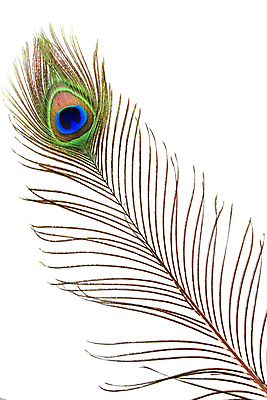 포토 JPG 해외이미지 동물 1 디자인 야생동물 백그라운드 패턴 날개 자연 조류 추상 사람없음 장식 초록색 파란색 빛 컬러풀 뷰티 갈색 보라색 활발 흰색 황금 우아함 닫기 공작 깃털 묘사 오브젝트 싱글 질감 꼬리 부드러움 솜털 내추럴 고립 이국적 터키석 해외포토 컬러 컨셉 무늬 모션 감각 보석 생태계 파일형식 이미지허브