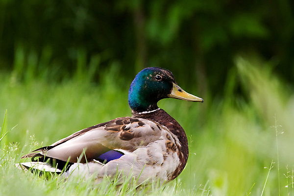 포토 JPG 해외이미지 동물 1 야생동물 밭 날개 자연 조류 오리 잔디 사람없음 야외 가로 초록색 갈색 깃털 부리 목 솜털 물새 청둥오리 계산서 해외포토 식물 컬러 농업 신체부위 생태계 파일형식 이미지허브
