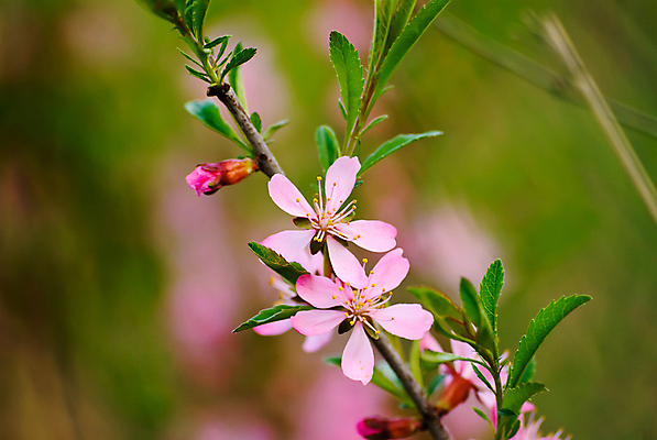 포토 JPG 해외이미지 나무 식물 계절 꽃잎 꽃 잎 자연 사람없음 야외 초록색 뷰티 환경 정원 봄 벚꽃 흰색 나뭇가지 신선 개화 체리 묘사 장면 내추럴 꽃수술 해외포토 컬러 과일 생태계 파일형식 이미지허브