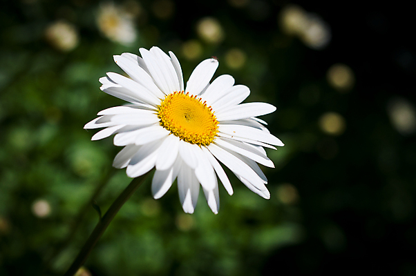 포토 JPG 해외이미지 식물 꽃 자연 사람없음 야외 가로 초록색 컬러풀 햇빛 사진촬영 데이지 해외포토 컬러 태양 촬영 생태계 파일형식 이미지허브