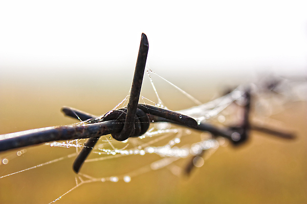 포토 JPG 해외이미지 백그라운드 밭 사람없음 울타리 마을 웹 젖음 수확 가을 철사 철조망 옛날 해외포토 계절 농업 인터넷 담장 파일형식 이미지허브