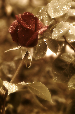 포토 JPG 해외이미지 기념일 꽃 꽃다발 결혼 백그라운드 꽃무늬 패턴 자연 벽지 결혼식 발렌타인데이 선물 사랑 사람없음 빨간색 장미 우주 쪽지 봄 낭만 수확 골동품 벚꽃 축하 인사 신용카드 생일 메시지 편지 심볼 복고 엽서 아로마 초대 내추럴 그런지 세피아 양피지 옛날 스타일 해외포토 식물 계절 감정 컬러 컨셉 무늬 농업 데이이벤트 촬영기법 이벤트 금융 예절 생태계 파일형식 이미지허브