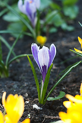 포토 JPG 해외이미지 꽃 지구 아침 사람없음 노란색 맑음 보라색 봄 흰색 침대 속도 해외포토 주간 식물 계절 컬러 가구 날씨 파일형식 이미지허브