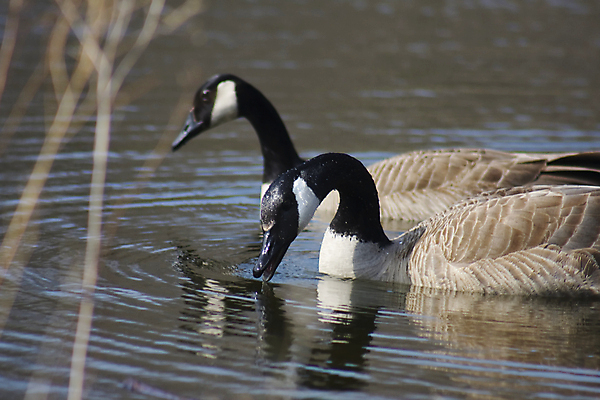 포토 JPG 해외이미지 동물 계절 호수 얼굴 야생동물 포즈 백그라운드 캐나다 겨울 날개 자연 조류 사람없음 야외 가로 초록색 물 강 검은색 수영 회색 추위 자유 흰색 연못 우아함 큼 깃털 부리 목 거위 물새 고립 동물상 혼자 해외포토 자연요소 컬러 컨셉 북아메리카 신체부위 조형물 수상스포츠 크기 생태계 파일형식 이미지허브